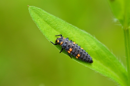 Ladybird larvae