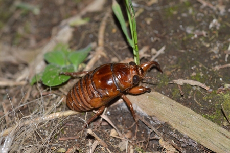 Cicada larvae