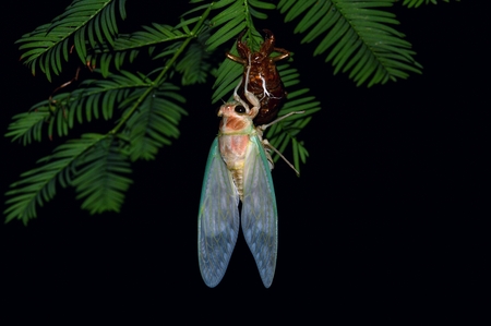 Cicada emergence