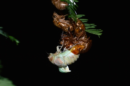 Cicada emergence