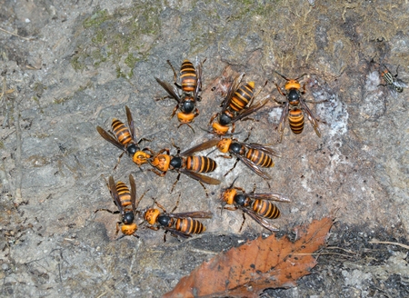 Vespa mandariniaの写真素材