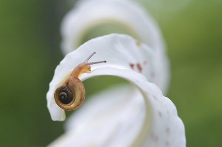 Lily flower and snailの写真素材