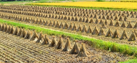 Paddy field in autumn