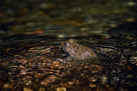 Frog, Rana rugosaの写真素材