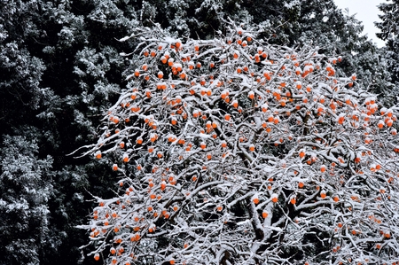 Falling snow on persimmon treesの写真素材