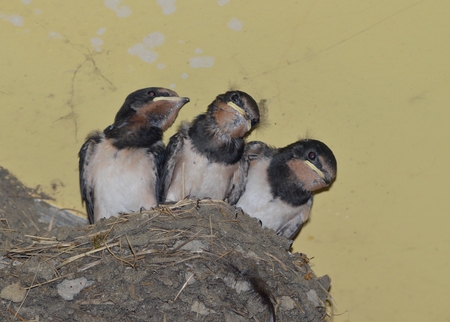 Swallow chicksの写真素材