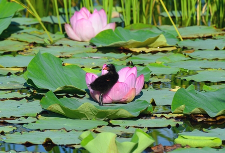 Gallinula chloropusの写真素材