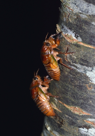 Cicada larvae