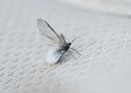 Prociphilus oriensの写真素材