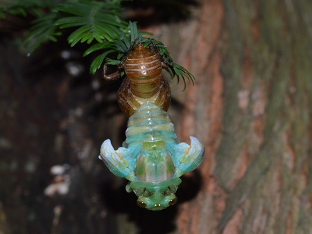 Cicada molting