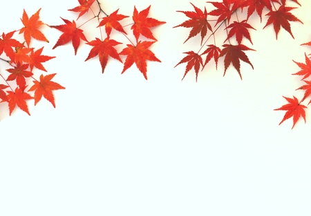 Autumn leaves