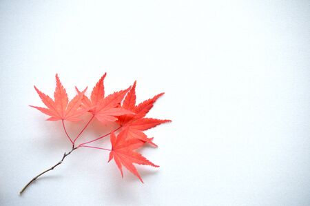 Maple Leafの写真素材