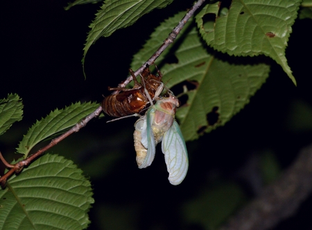 Cicada molting