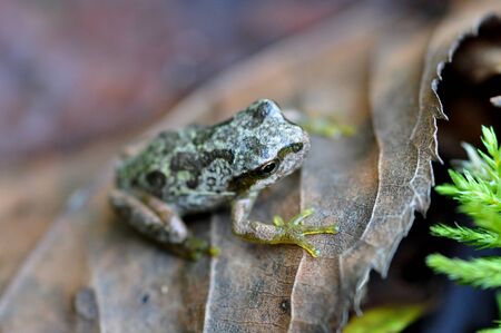 Japanese tree frogの写真素材