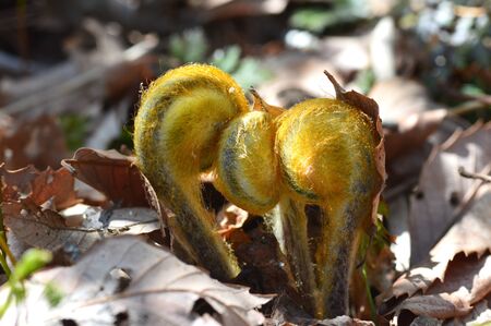 Osmunda japonica