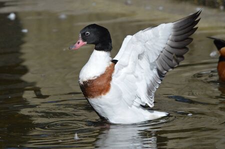 Common Shelduck