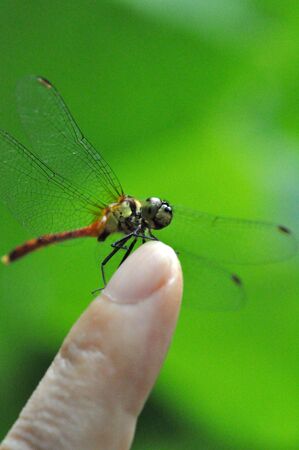 Dragonflyの写真素材