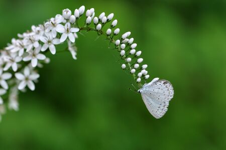 Butterfly on the flower loosestrifeの写真素材