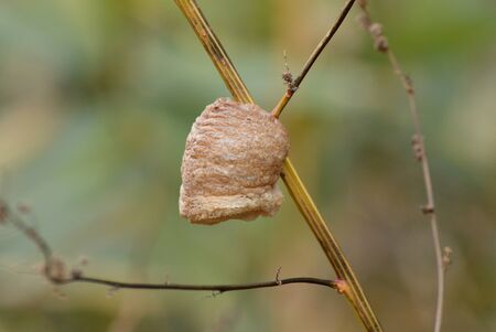 Praying Mantis eggsの写真素材