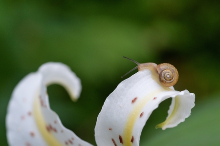 Snail on the lilyの写真素材