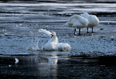 Swan batherの写真素材