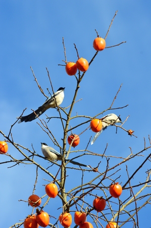 Persimmon and Azure-Winged Magpieの写真素材
