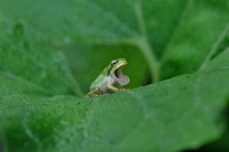 Japanese tree frogの写真素材