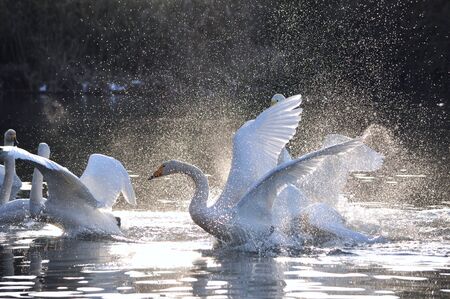 Swans fightingの写真素材