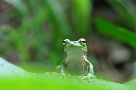 Rhacophorus schlegelii
