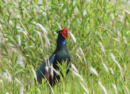 Pheasant