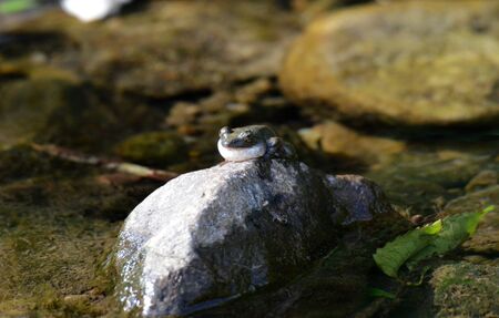 Kajika frogの写真素材