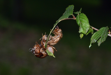 A cicadaの写真素材