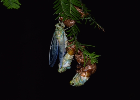Cicada moltの写真素材