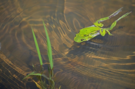 Yamada's rice frogの写真素材