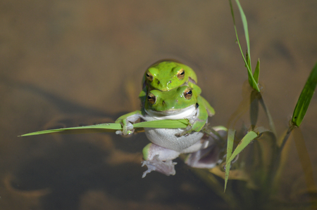 Yamada's rice frogの写真素材