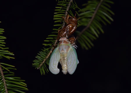 Cicada molting