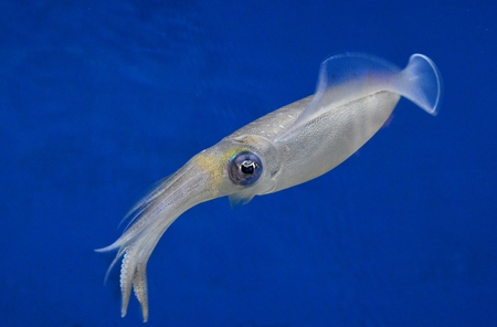 Oval squid sepioteuthis lessonianaの写真素材