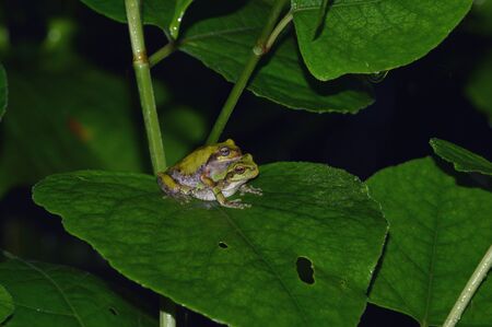 A pair of Hyla