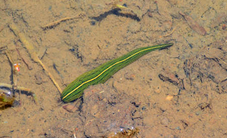 Hill in the Rice Field