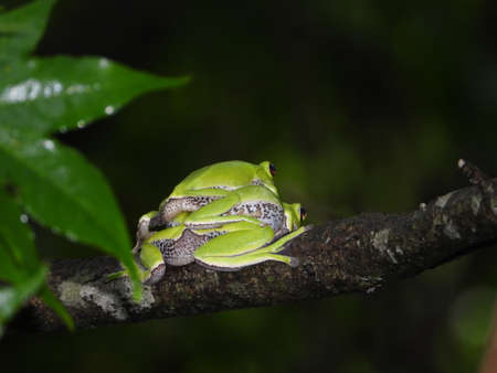 Frogs in the forest
