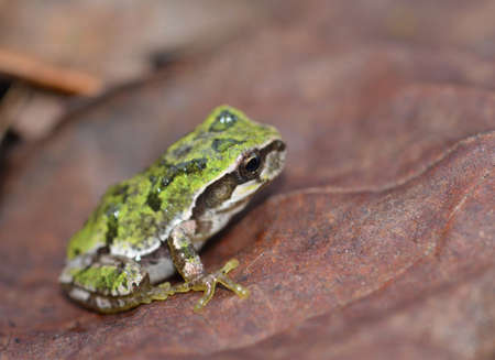 Japanese tree frogの写真素材