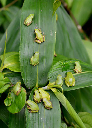 Japanese tree frogs