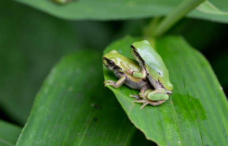Japanese tree frog
