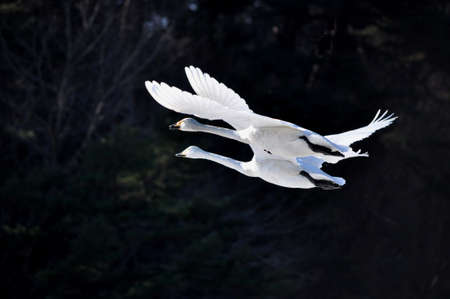 Flight of the Swanの写真素材