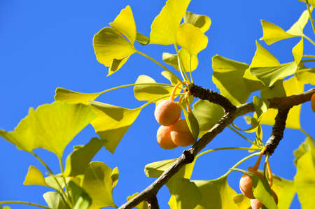ginkgo biloba