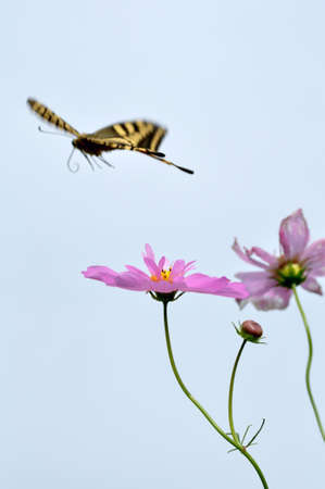 Cosmos and swallowtail Butterflyの写真素材