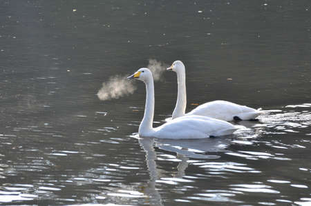 A pair of swansの写真素材
