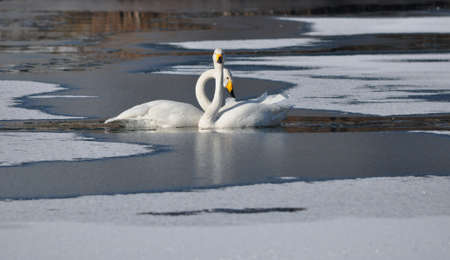 A pair of swansの写真素材
