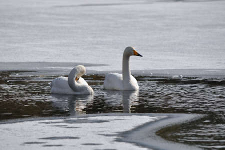 A pair of swansの写真素材