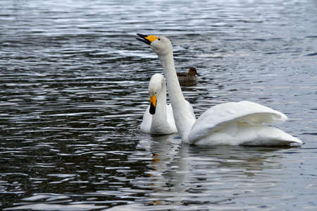 A pair of swansの写真素材